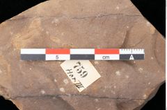 Foto (Detailsansicht) von Quercus palaeoilex Ettingshausen (NHMW-GEO-2024-0188-0759)